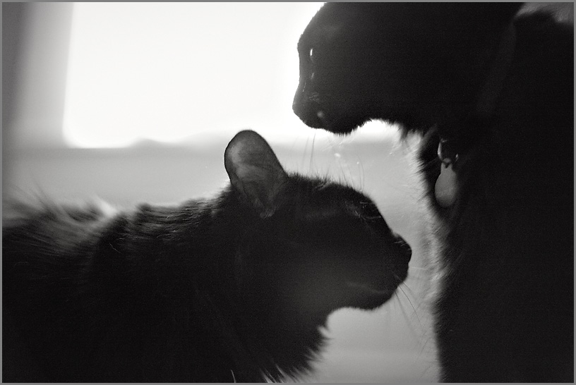 cats2.jpg