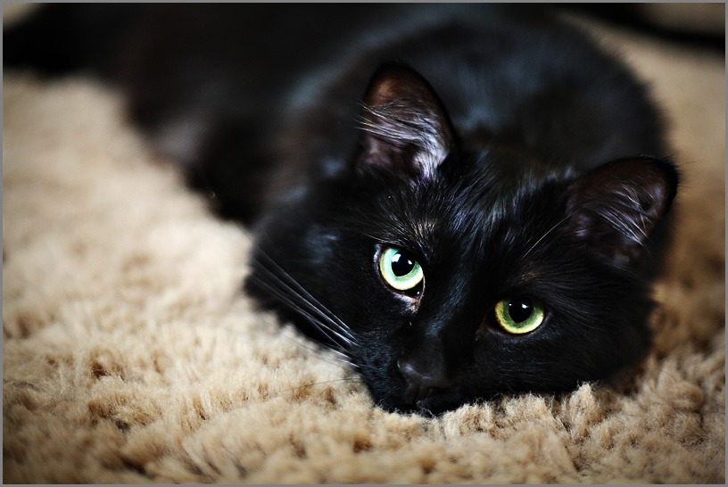 cats31.jpg