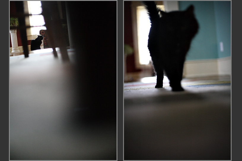 cats5.jpg