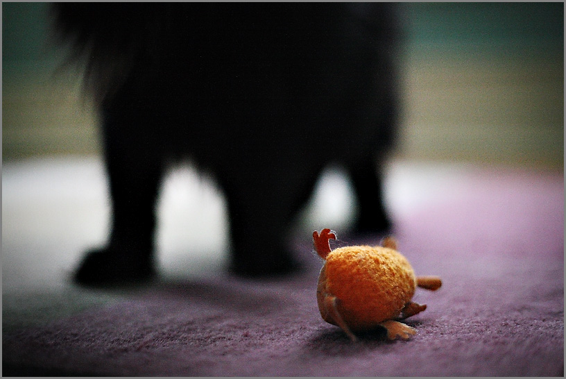cats6.jpg